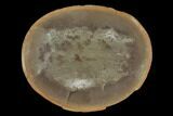 Fossil Jellyfish (Essexella) In Ironstone, Pos/Neg - Illinois #120907-2
